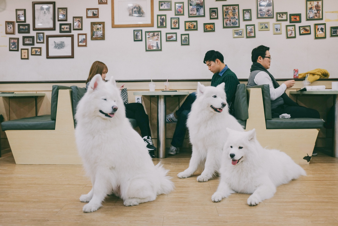 Рестораны можно с собакой. Кафе с животными в Корее. Собачье кафе в Корее. Кафе для собак в Корее. Японские домашние животные.