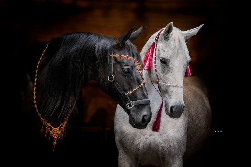 Paris von Troja and Faraya (white)