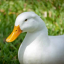 1millionducks