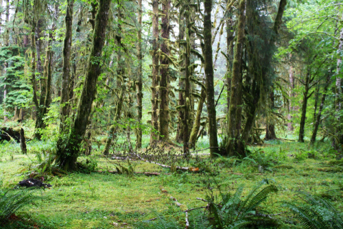 quiet-nymph:Pacific Northwest photography by Michelle N.W.☼Print Shop☼ ☼Blog☼☼ Please do not remove 