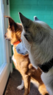 katiiie-lynn:Mornings after work with my babies are my favorite 🥰🐾💖The last shot is hilarious and perfectly captured, Freya mid yawn 🤣🤣🤣👌 Our gorgeous babies 🥰🥰😂 and the perfect shot of Freya