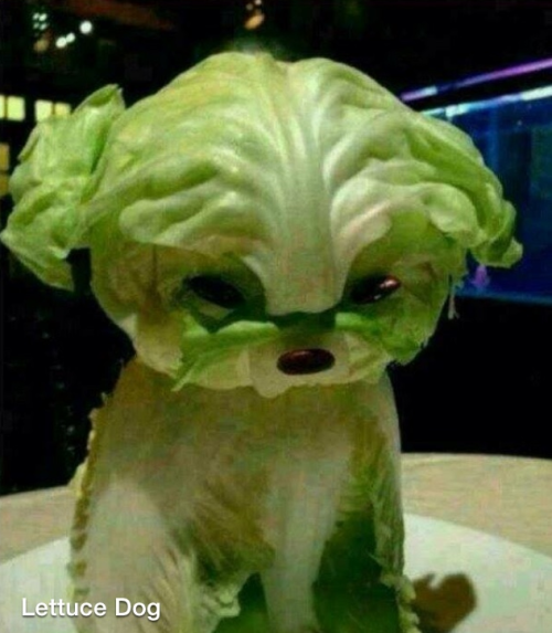 punk-:  @messalien adopt lettuce dog it looks like betty and basil 