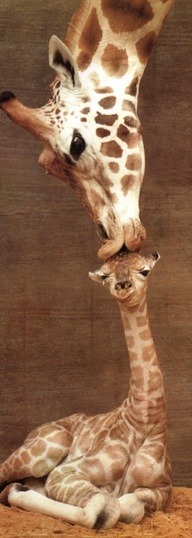 Giraffe..Communicati http://ift.tt/1dMh6LM