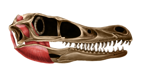 damaximosguyart: Finished the set of muscles and skulls of theropod dinosaurs and their extant relat