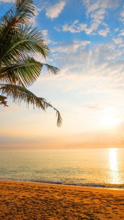 Palm tree, sand, beach, sunny day, holiday, 720x1280 wallpaper @wallpapersmug : ift.tt/2FI4i