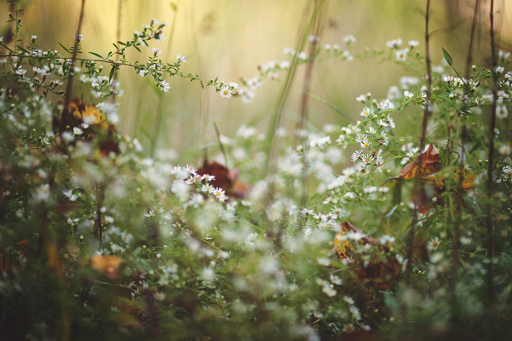 floralls:  by   Tammy Schild   