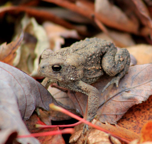 michiganphotographer:  I think this is a cricket frog. I seen him when I was out walking a trail today.  