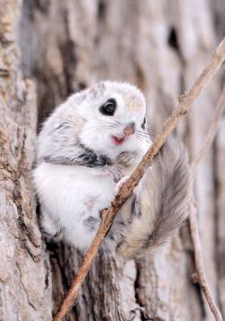 scientistmary:  Siberian flying squirrels