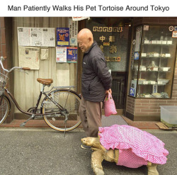 tastefullyoffensive:  A older man has been spotted multiple times taking his pet tortoise for slow walks around the Tsukishima area of Tokyo, Japan. (photos via rocketnews24)