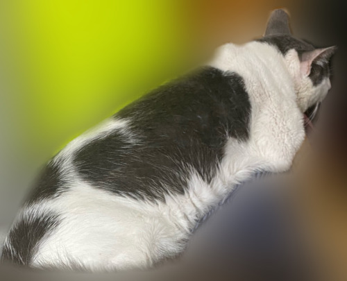 **LOST: CAT**