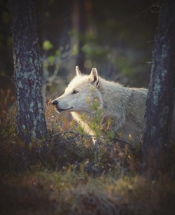 wolfsheart-blog:Beauty by Niko Pekonen