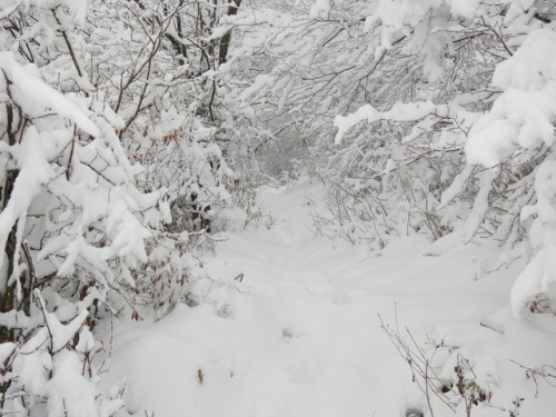 undercover-witch:My hike in the snowy mountain - Brașov