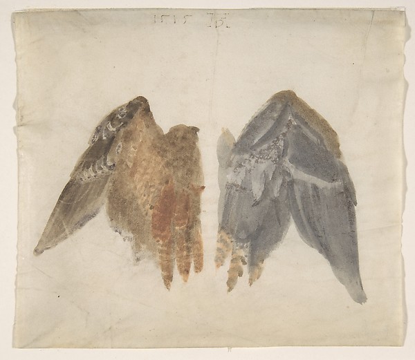 whacher:
““Bittern’s wings: study showing both sides” - watercolor on vellum, in the manner of Albrecht Dürer - 1515
”