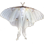 mothprincess