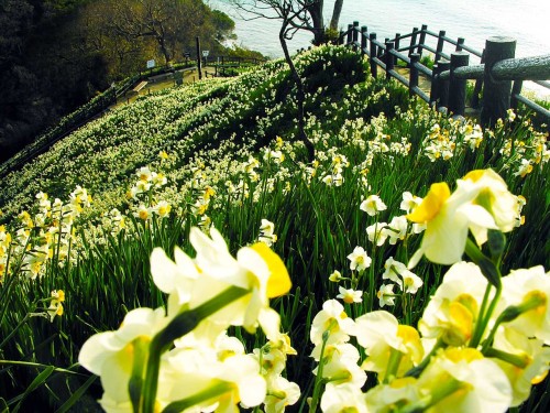 victoriousvocabulary: DAFFADOWNDILLY [noun] an archaic and poetic variation for daffodil, a yellow o