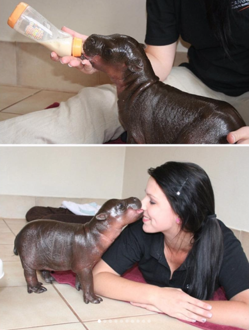 Sex babyanimalgifs:  These baby hippos will make pictures