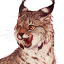 thenativelynx