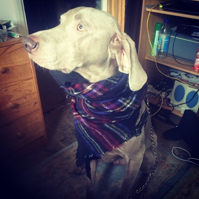 Wrapped up against the elements! Clever #dog #weimaraner