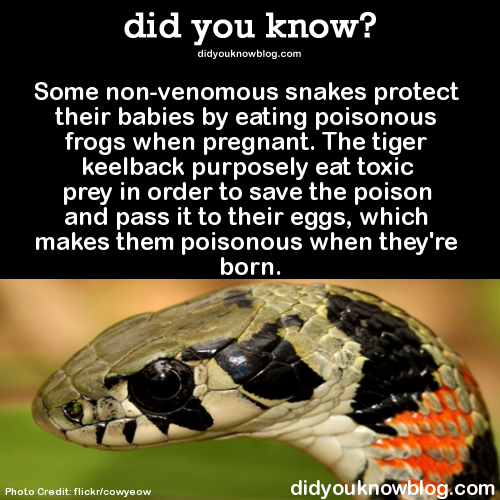 did-you-kno:  Some non-venomous snakes protect their babies by eating poisonous frogs