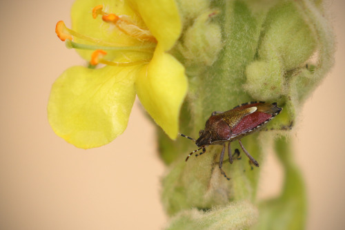 Sloe bug/hårig bärfis.