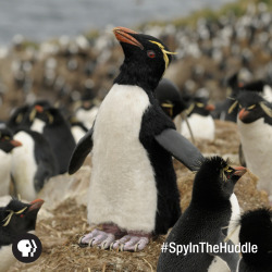 pbstv:  Animatronic cameras disguised as penguins (and even penguin eggs) recorded first-time images of penguin behavior in a new three-part series Penguins: Spy in the Huddle, beginning on pbsnature Wednesday, September 24th. Preview. 