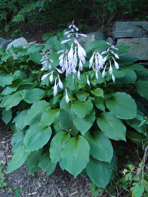 Hosta — plantain lily