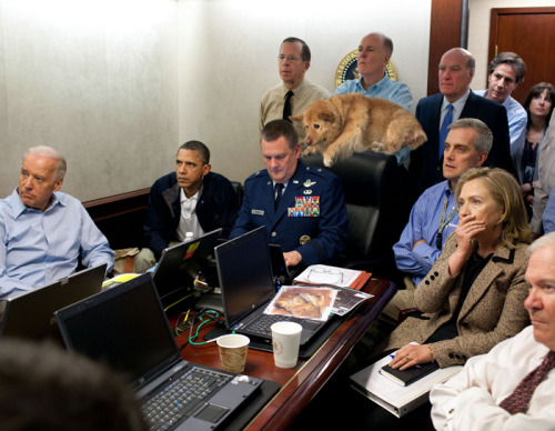 wwinterweb:  PSB: Distressed dog during fire drill (see 9 more) 