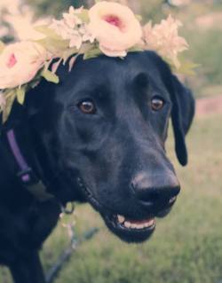 handsomedogs:  here’s Emma wearing a flower