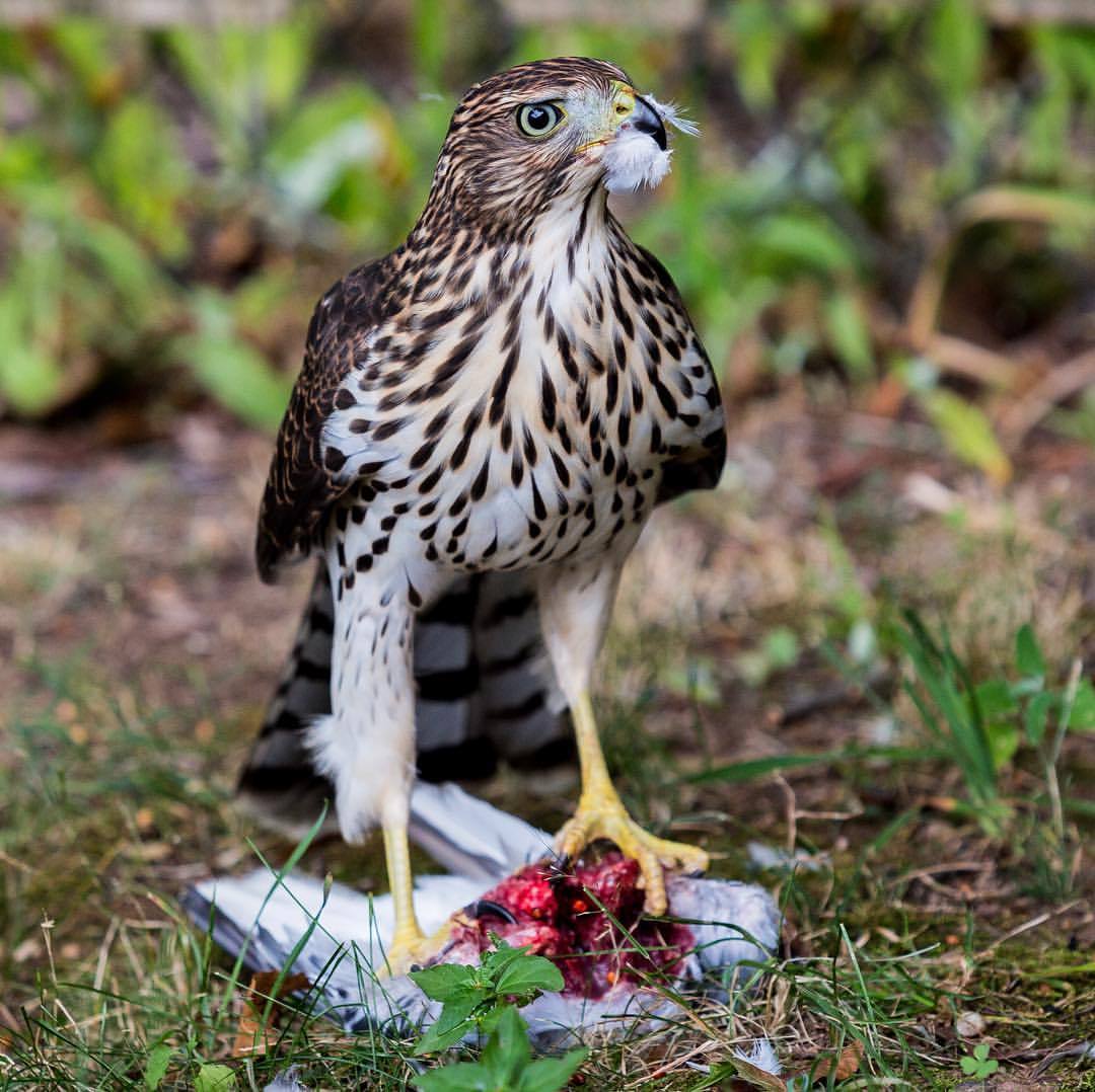 It’s Fantasy Football Draft day and we just saw this guy is in @peterfert backyard shredding a pigeon.