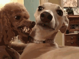 black-nata:  i can’t  csotp laughing  oh my god i had to pause the episode because all i could think about was how much abraham and ichabod reminded me of this stupid gif:        