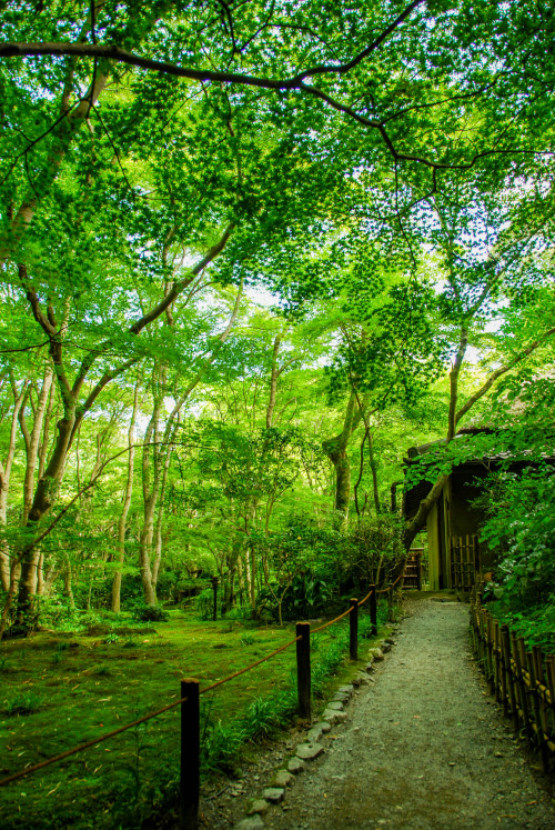 gioji-kyoto:春の祇王寺