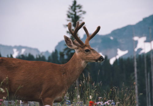 Alpine Deer