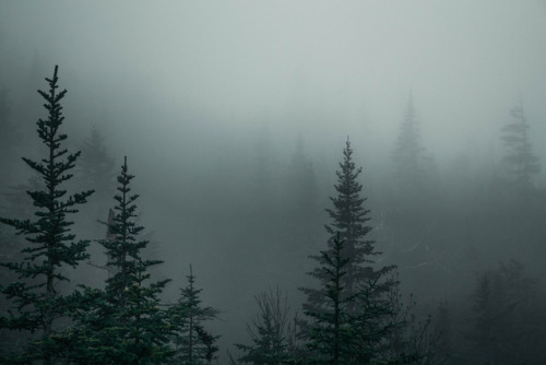 Sterling Pond & Trees by Aryk Tomlinson