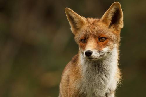 Flame like ember eyes ♥Photo by Tom Kruissink