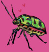 Porn Pics lichbeetle:Lychee Shield Bug! Scutelleridae