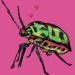 XXX lichbeetle:Lychee Shield Bug! Scutelleridae photo