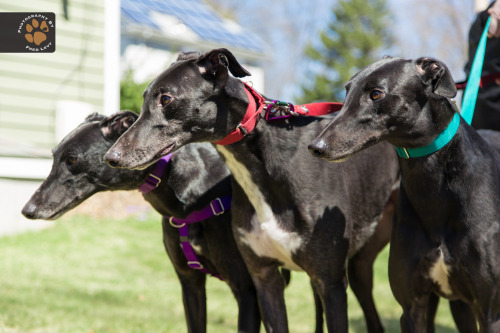 Gemini’s Pampered Greyhounds contacted me last week, looking for help in getting the word out on thr