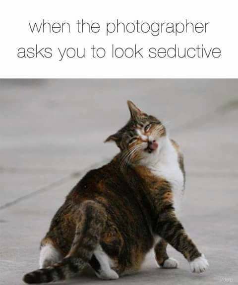 schweetheart-79:  explore4release:  magpie-69:  Couldn’t be truer! 😹😹😹   Seductively Purrfect Pussy 😹😹😹😹   😂😂😂😂😂😂 sooooo true!!! I can’t pull off a seductive look if my life depended on it. My face scrunches