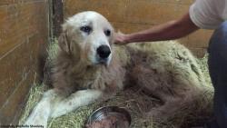 abcnews:    She was found in her deceased owner’s arms after a tornado in Tx.   Now, the road to recovery: http://abcn.ws/1HfsjwT   