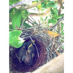 Awwwww #bird #baby the mother attack me as soon as the picture was taken 😂😂🏃🏿🏃🏿 (at Petit Saint Vincent - Grenadines)