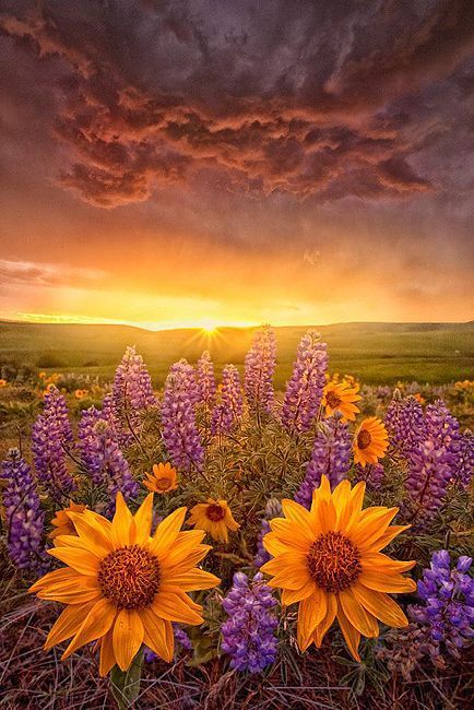 sugarissweetlove:  pretty