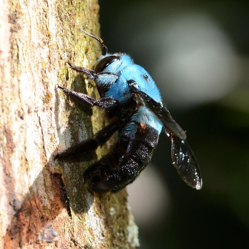 biodiverseed:libutron:Blue Carpenter Bee - Xylocopa caerulea Undoubtedly the Blue Carpenter Bee,