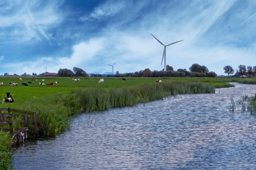 My serene shot of a wind farm living alongside cattle on an brilliant green ranch, from my work with