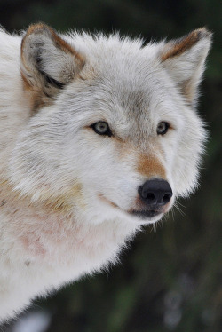 brutalgeneration:  By Eve'sNature 