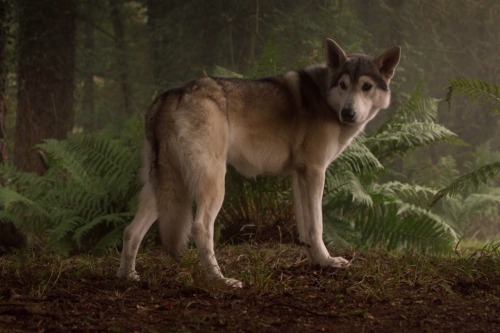 incorrect-got-quotes:  she protecc she atacc but most importantly…  she leader