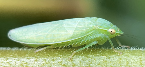 I See At Least One Cool Bug A Day, And Usually Many More, But Its Not Because I Live Anywhere Particularly
