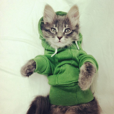 caterville:  It’s All Good in the Hood 