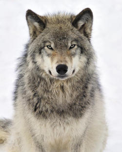 thatwanderinglonewolf:  Timber Wolf Portrait by Tony Beck 