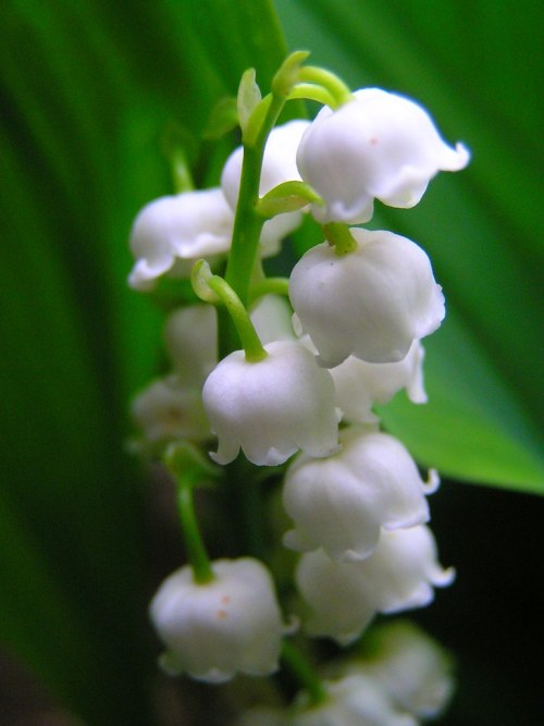 uroko:スズラン（鈴蘭：Convallaria majalis）