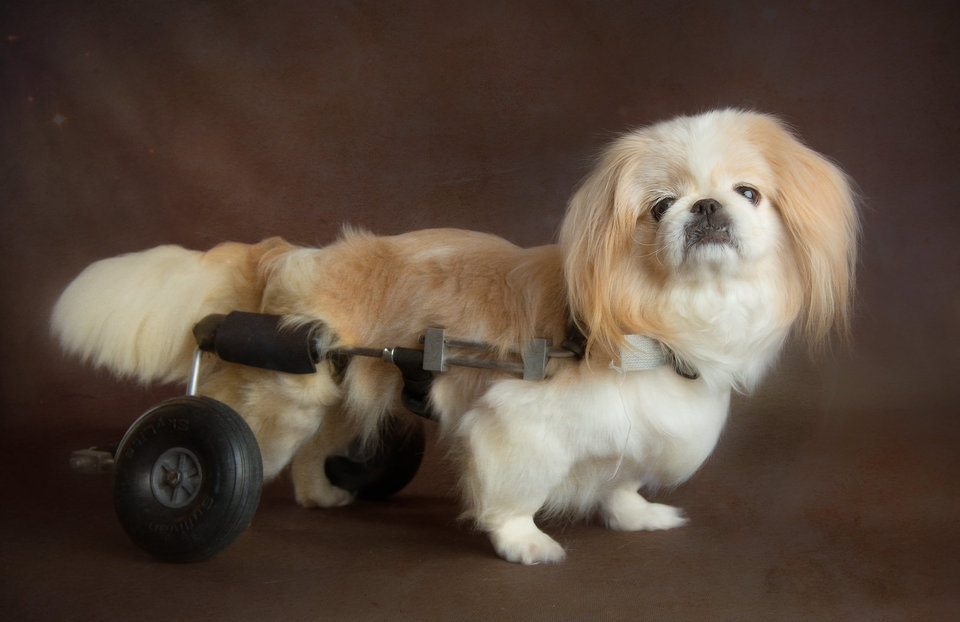 huffingtonpost:  Old Shelter Dogs Celebrate The ‘Gift Of Golden Years’ In Stunning